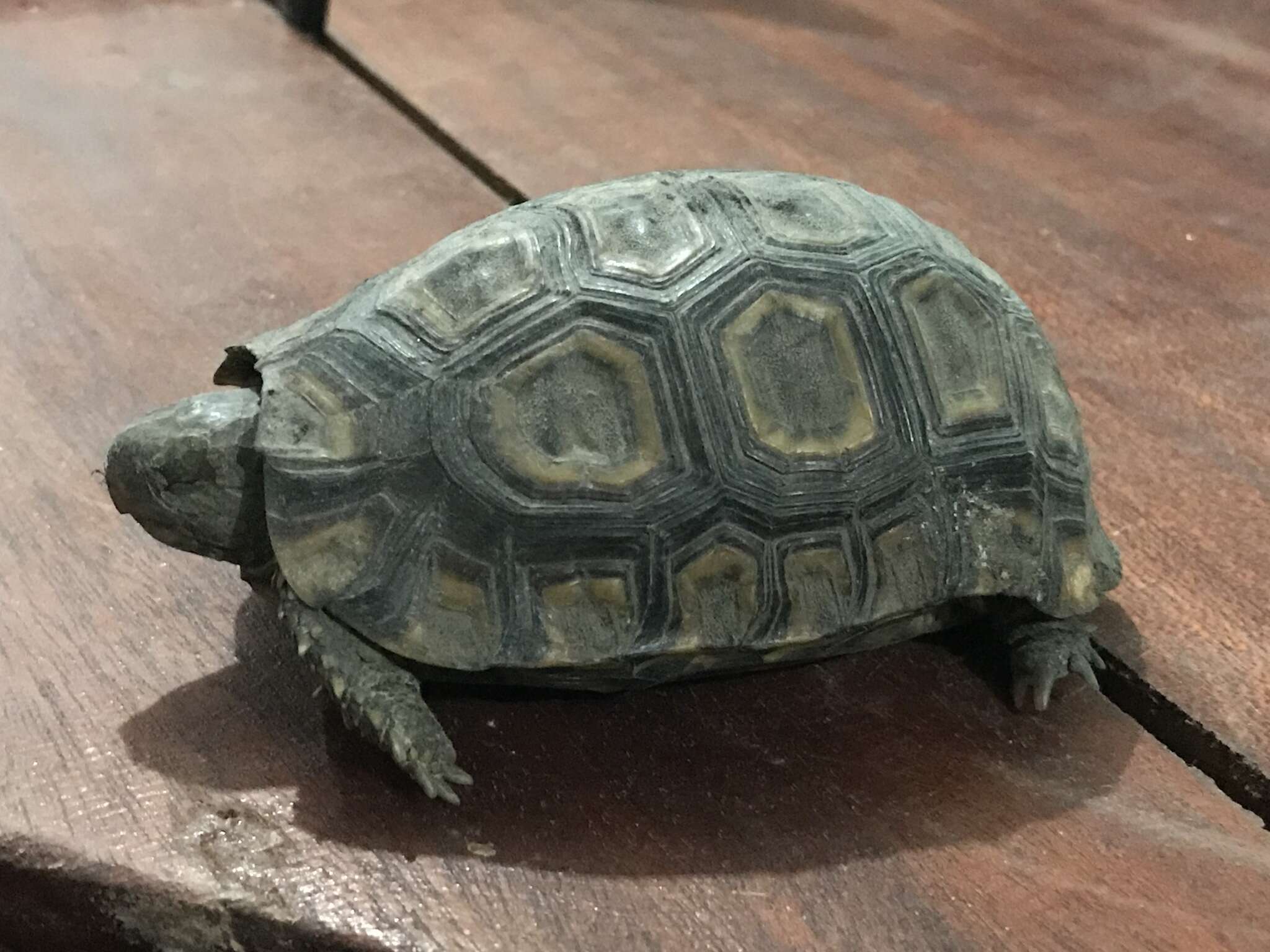 Image of Bell’s hinged tortoise