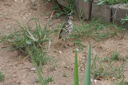 Plancia ëd Turdus litsitsirupa pauciguttatus Clancey 1956