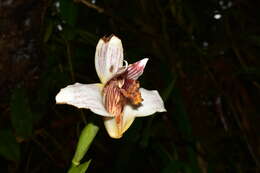 Image of Maxillaria fletcheriana Rolfe