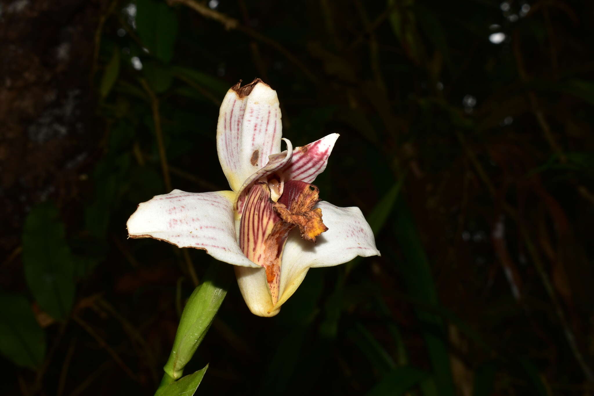 Imagem de Maxillaria fletcheriana Rolfe