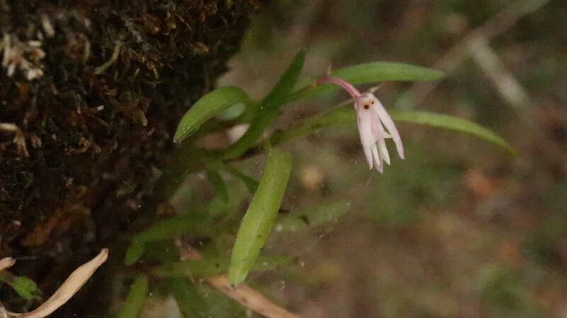 Imagem de Polystachya ottoniana Rchb. fil.