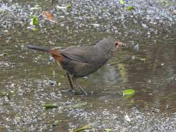 Image of Pycnoptilus Gould 1851