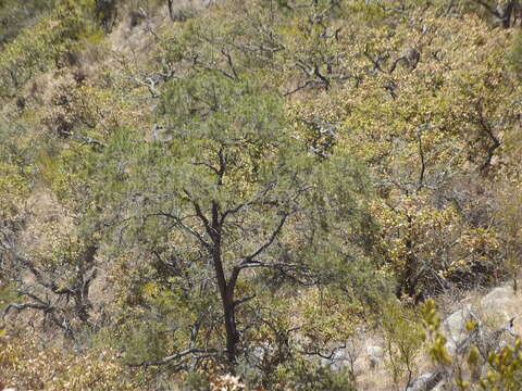 Image of Pinus cembroides subsp. lagunae (Rob.-Pass.) D. K. Bailey