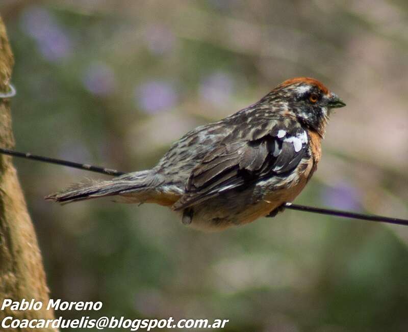 Imagem de Phytotoma rara Molina 1782