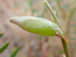 Image of Salinas milkvetch