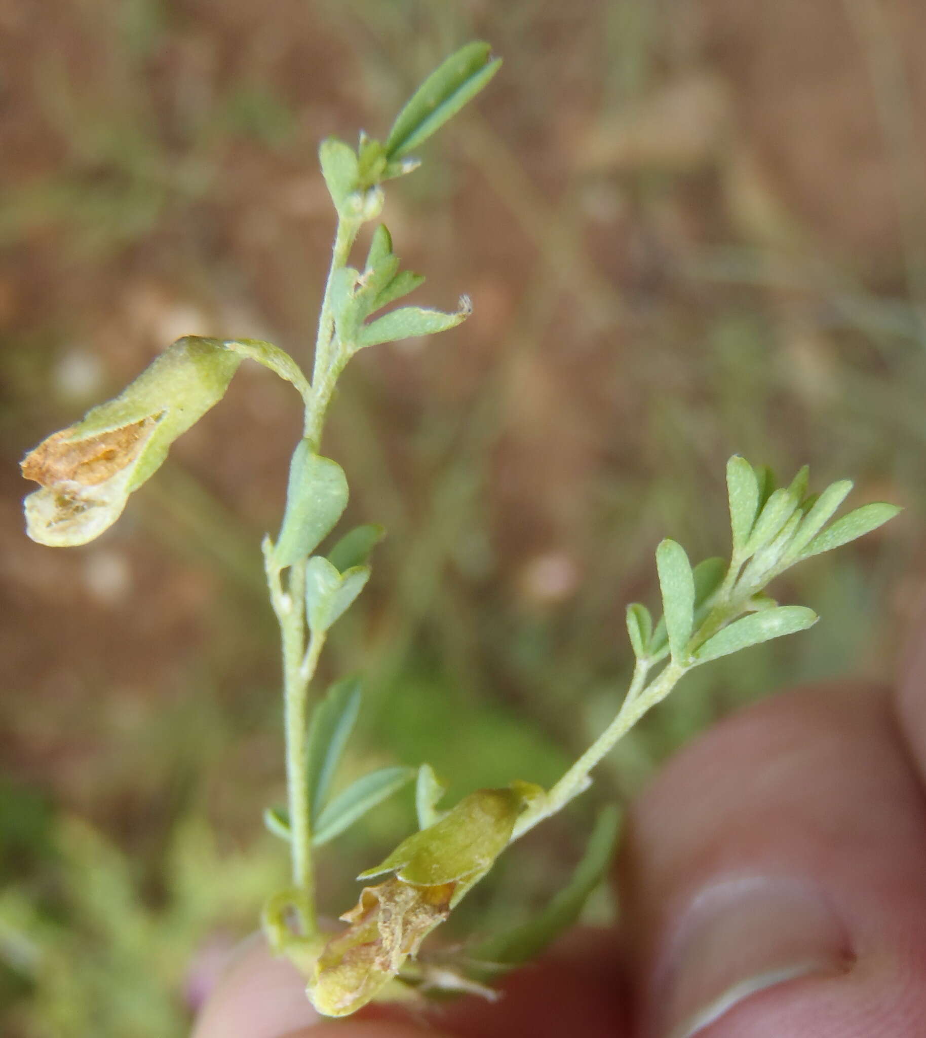 Image of Dichilus lebeckioides DC.