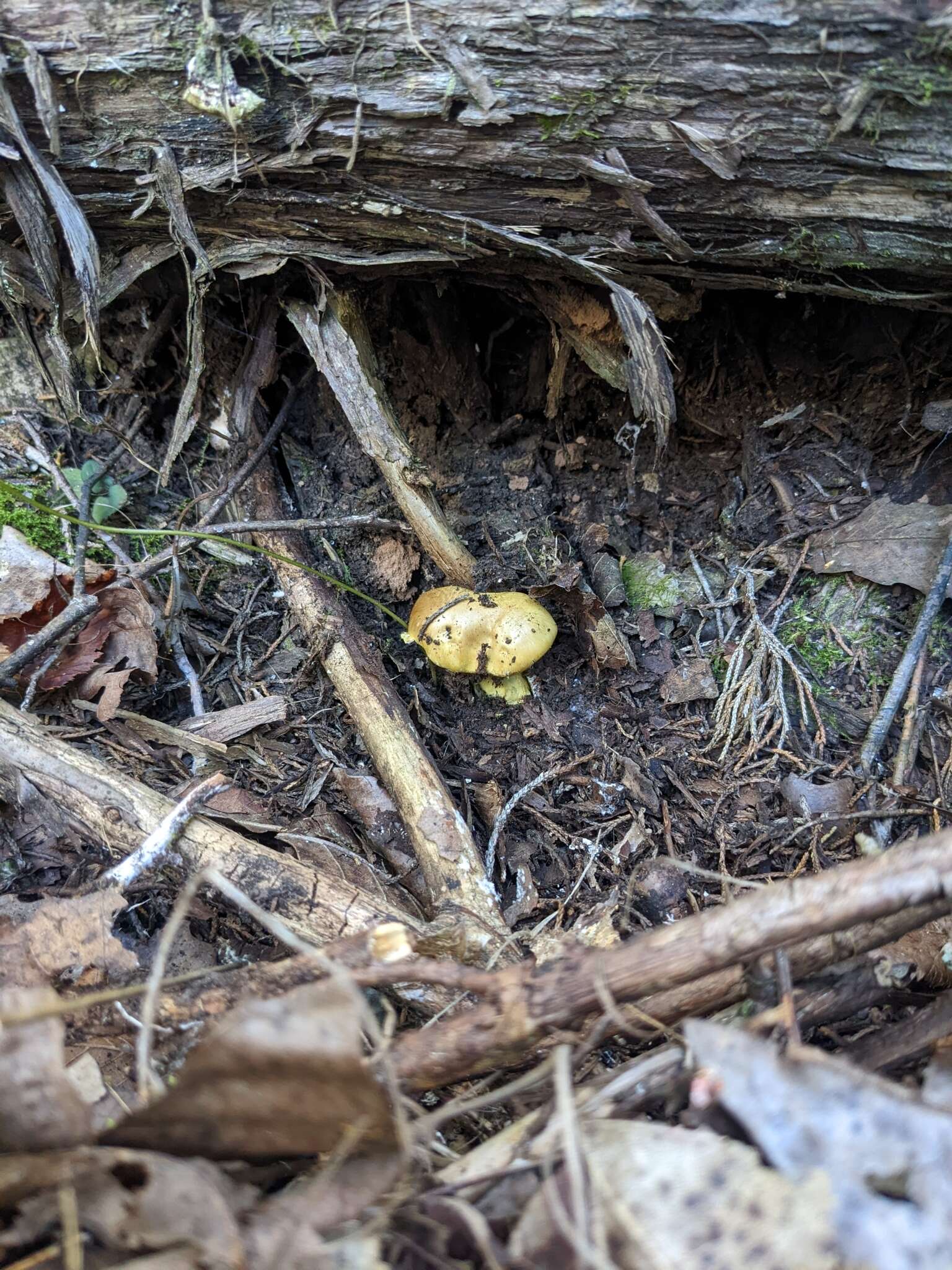 Image of Cortinarius viridirubescens M. M. Moser & Ammirati 1997