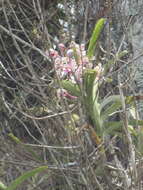 Image of Vanda tricolor var. suavis (Lindl.) Rchb. fil.