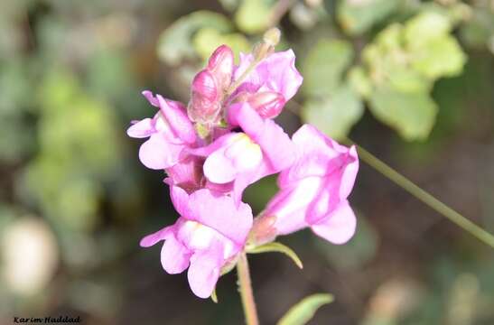 Image of Antirrhinum tortuosum Bosc ex Vent.