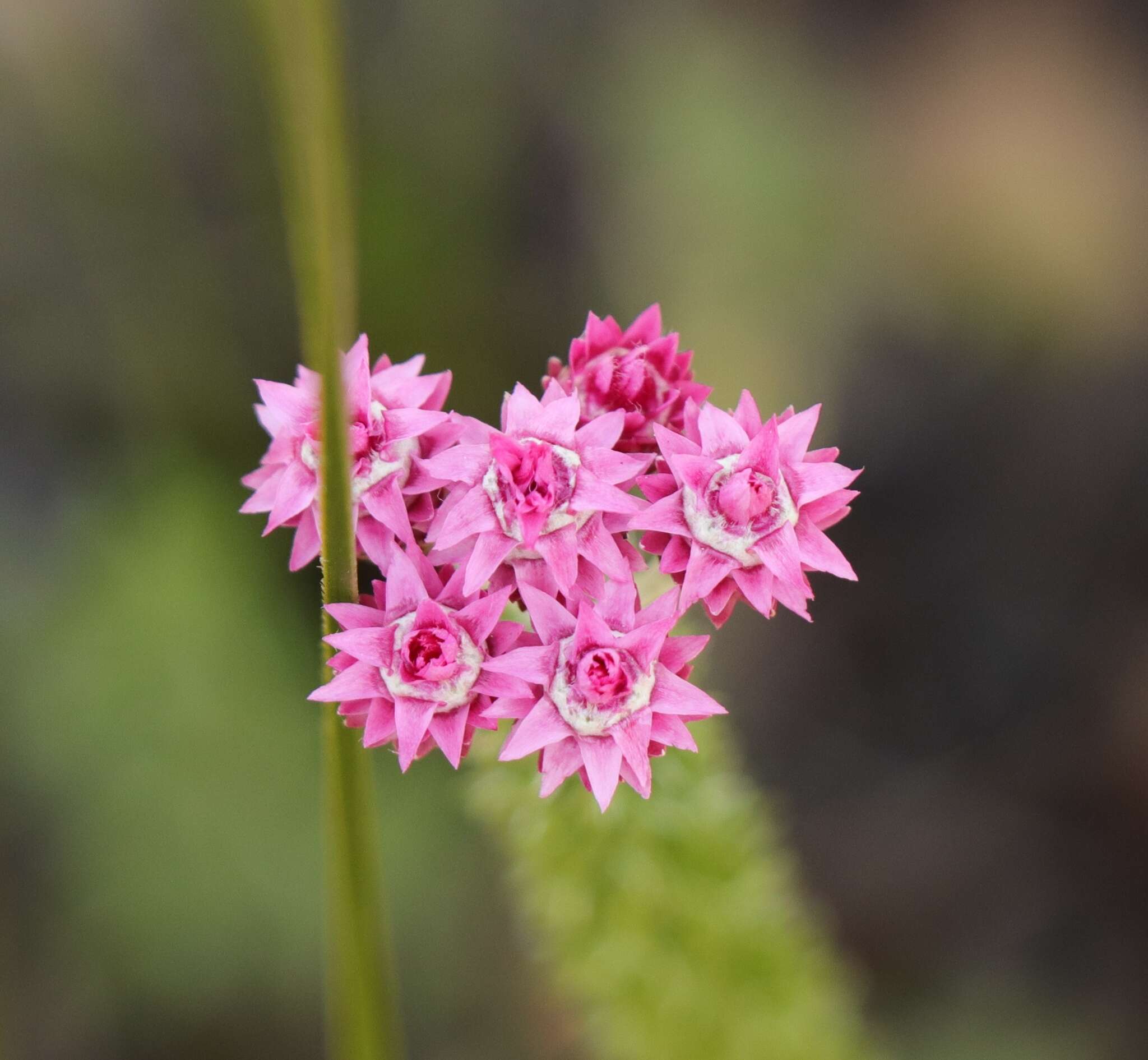 Imagem de Lachnospermum umbellatum (L. fil.) Pillans