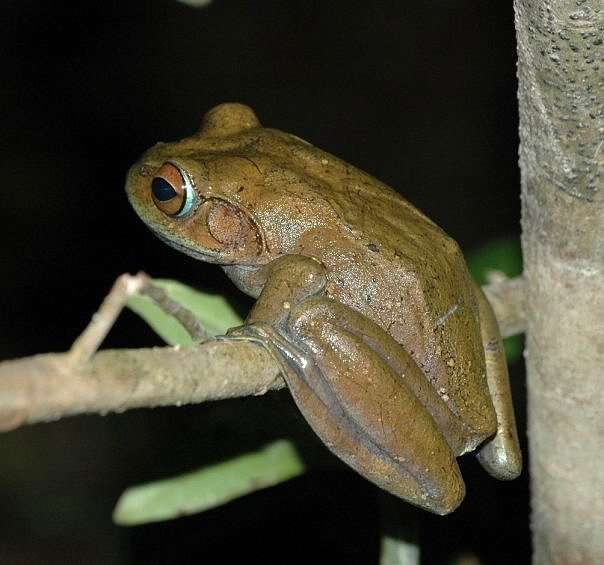 Image of Bright-eyed frog