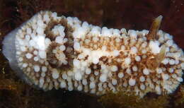 Image of barnacle-eating onchidoris