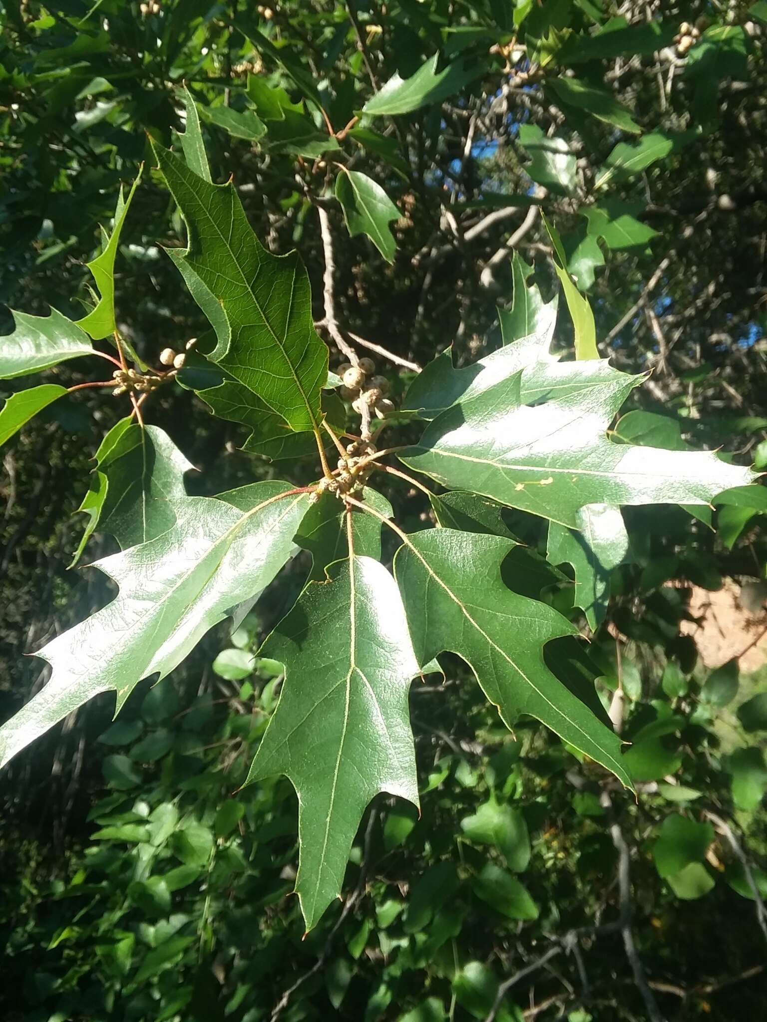 صورة Quercus gravesii Sudw.