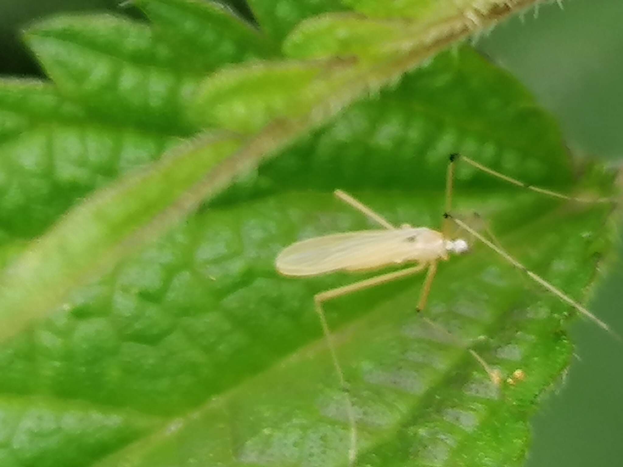 صورة Cheilotrichia (Cheilotrichia) imbuta (Meigen 1818)