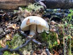 Image of Russula albolutescens McNabb 1973