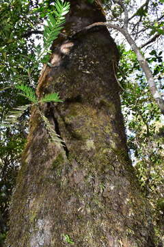 Image of Retrophyllum comptonii (J. T. Buchholz) C. N. Page