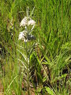 Image of Miraglossum davyi (N. E. Br.) F. K. Kupicha