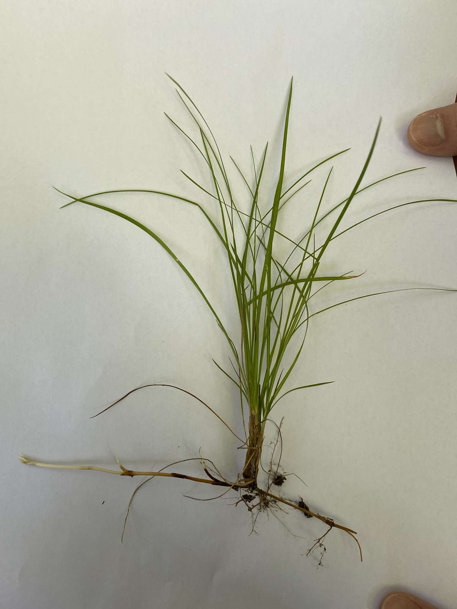 Image de Carex alba Scop.