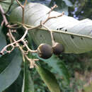 Image of Solanum leucodendron Sendtn.