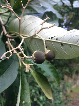 صورة Solanum leucodendron Sendtn.