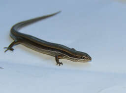 Image of Common Dwarf Skink