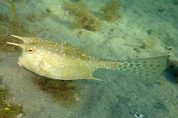 Image of Longhorn cowfish