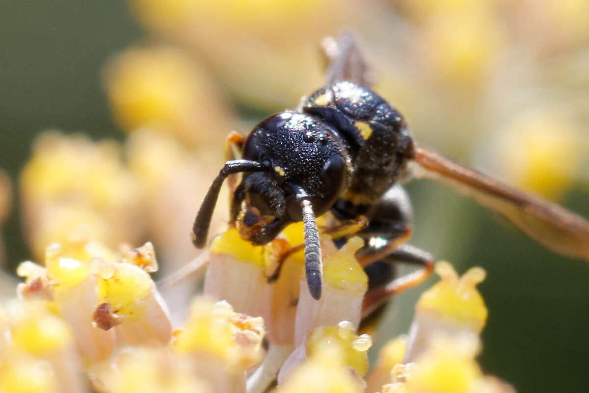 Image of Symmorphus bifasciatus (Linnaeus 1761)