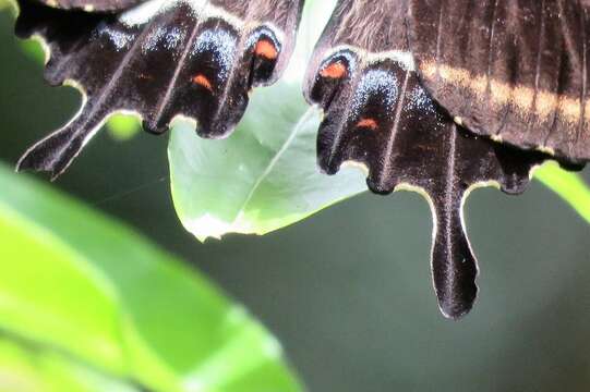 Image of Canopus Swallowtail