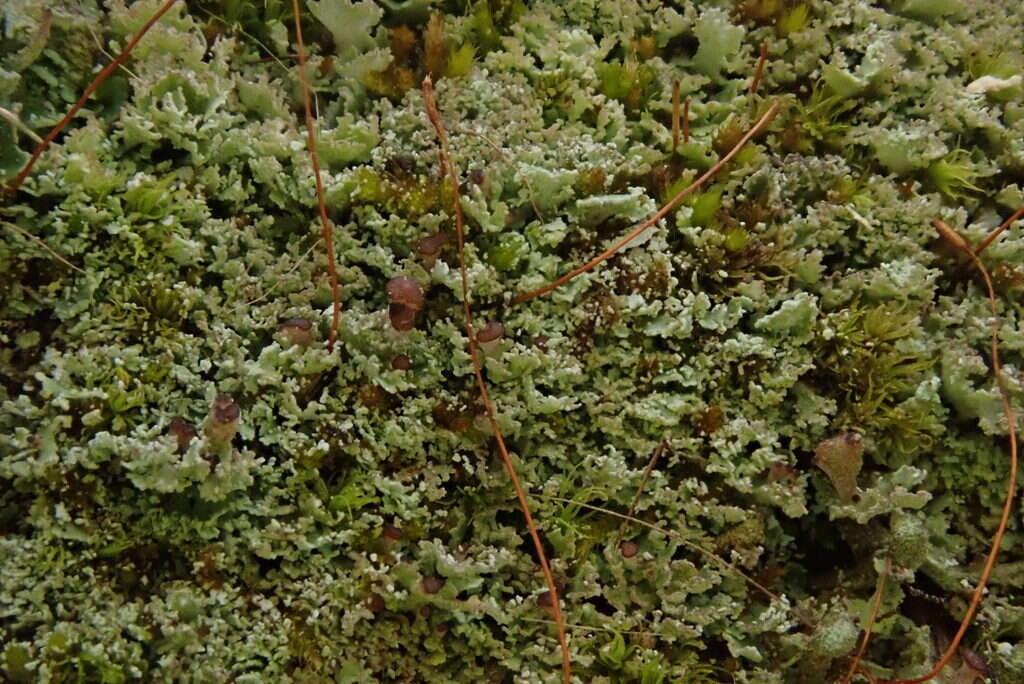 Image de Cladonia caespiticia (Pers.) Flörke