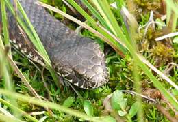 Image of Highlands Copperhead