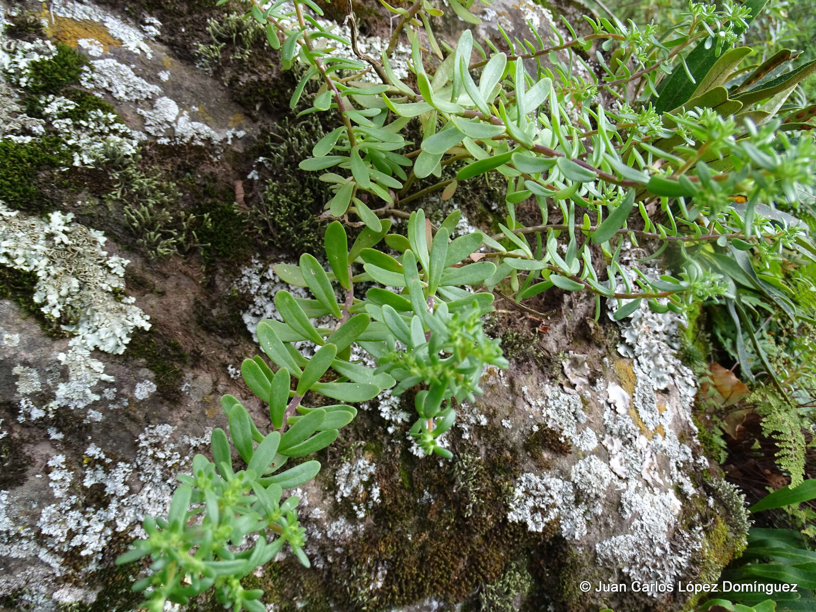 Image of Sedum quevae