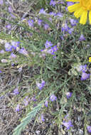 Plancia ëd Penstemon linarioides var. coloradoensis (A. Nelson) C. C. Freeman