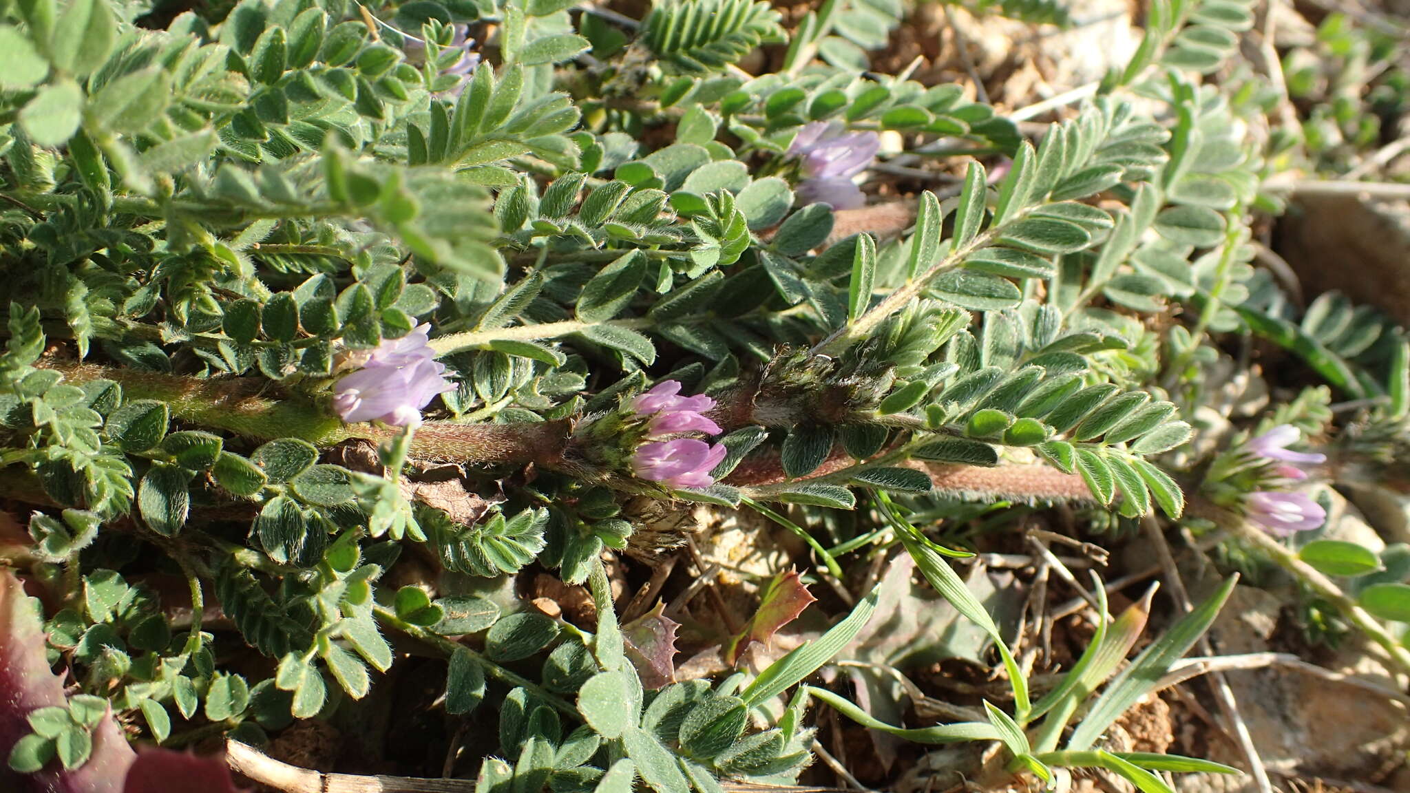 Imagem de Astragalus sesameus L.