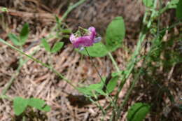 Imagem de <i>Lathyrus phaselitanus</i>