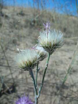 Image of Jurinea longifolia DC.