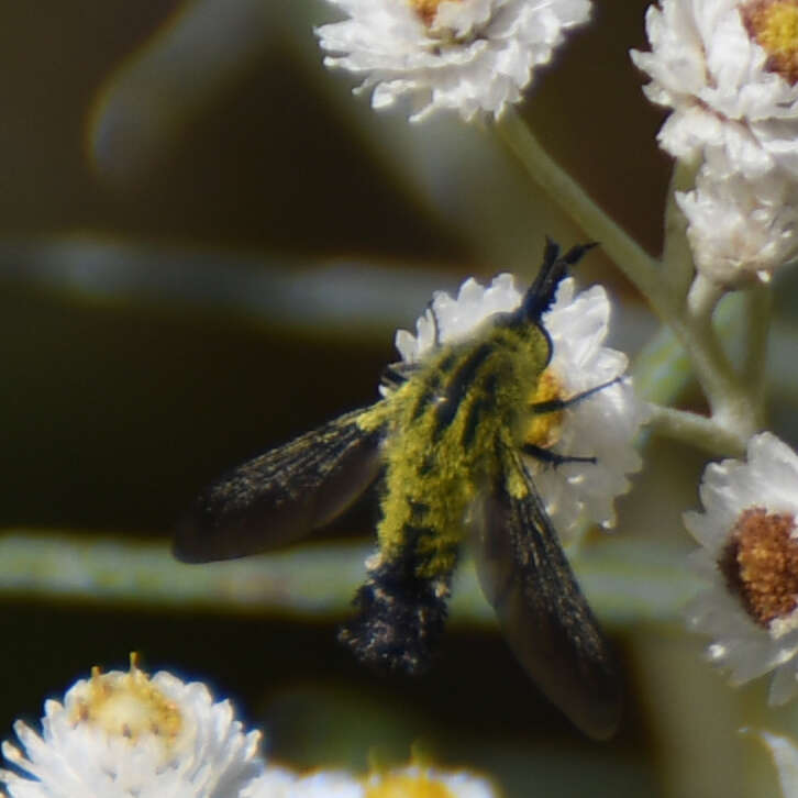 Image of Lepidophora lutea Painter 1962