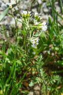 Image of Murbeckiella pinnatifida (Lam.) Rothm.