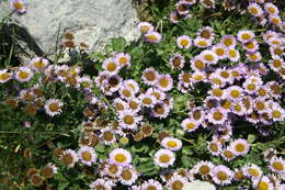 Image of seaside fleabane