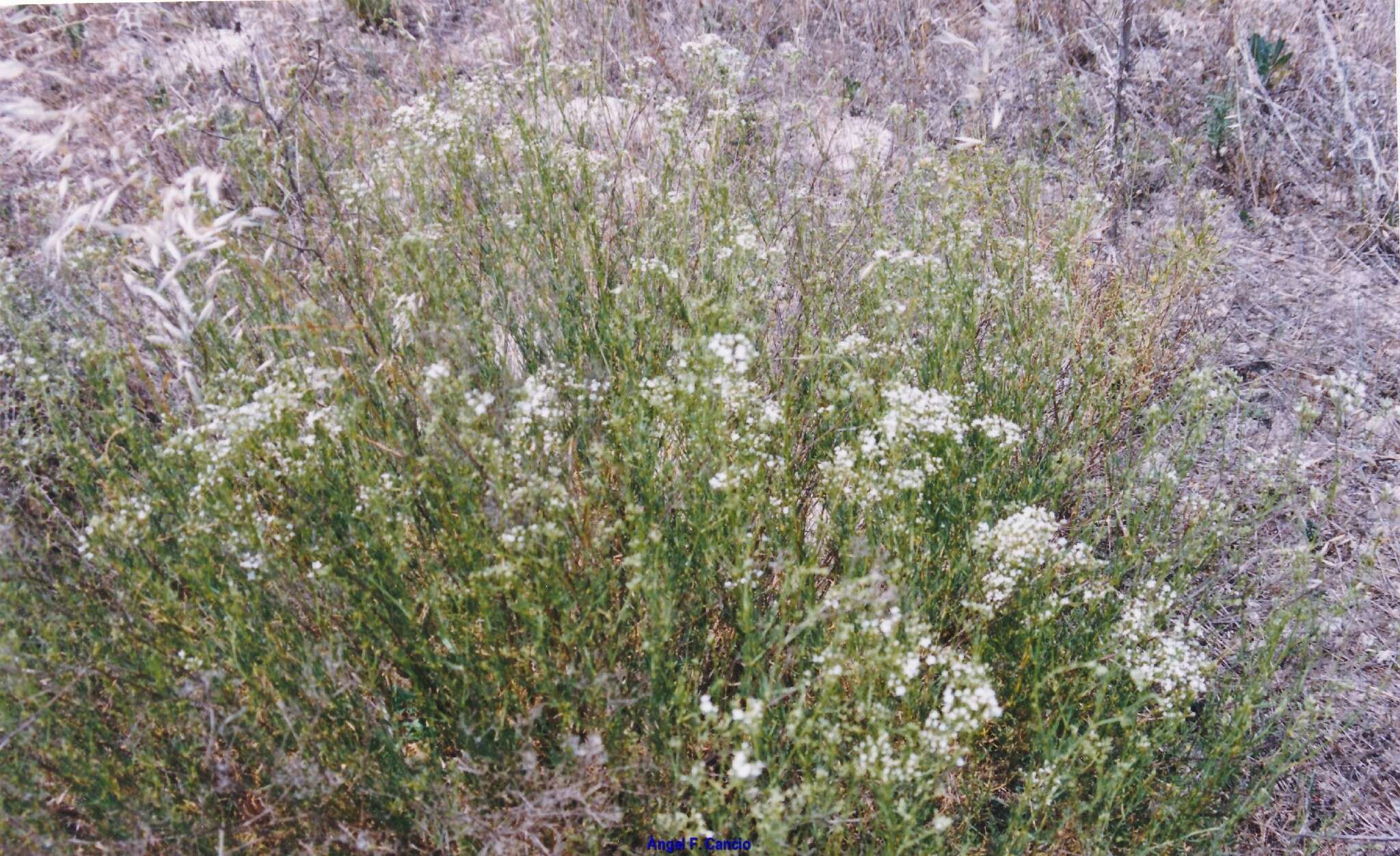 Image of Gypsophila struthium subsp. hispanica (Willk.) G. López González