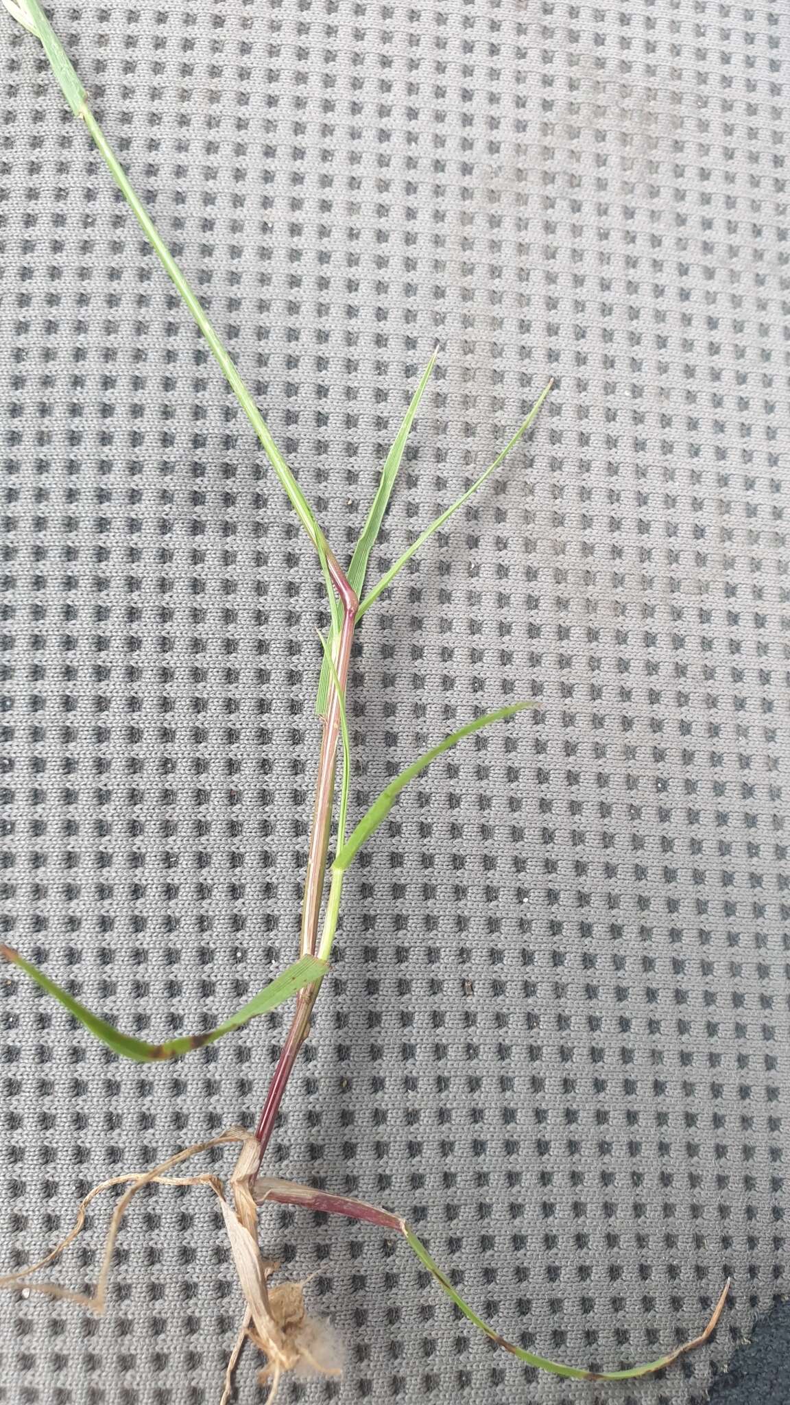 Image of Wimmera ryegrass