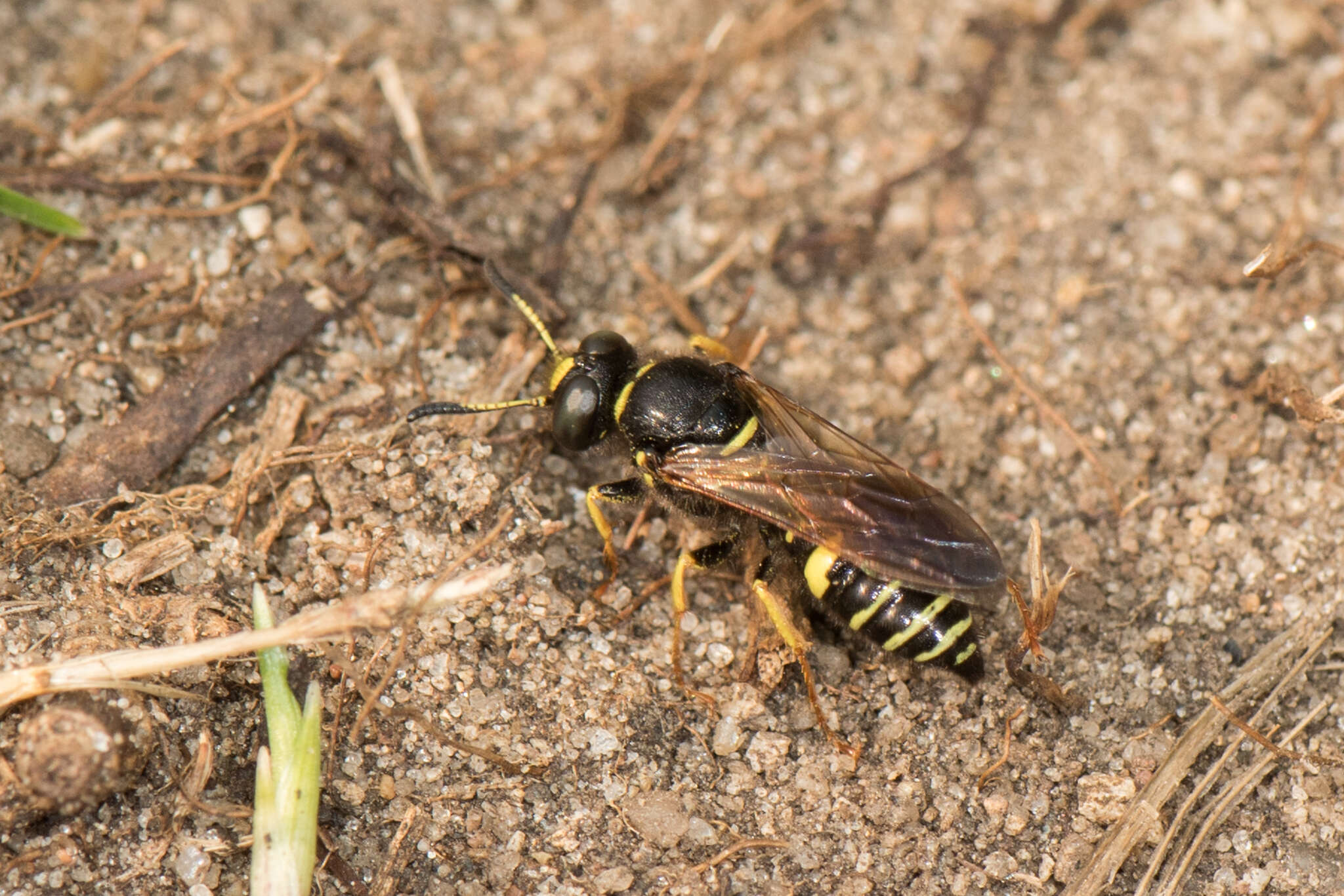 Imagem de Philanthus sanbornii Cresson 1865