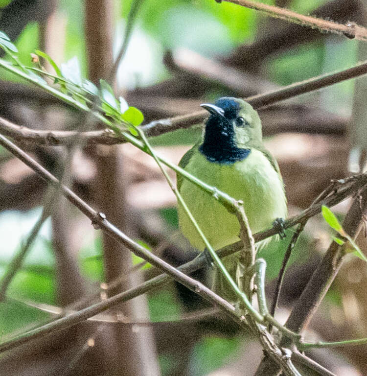 Image of Plain-backed Sunbird