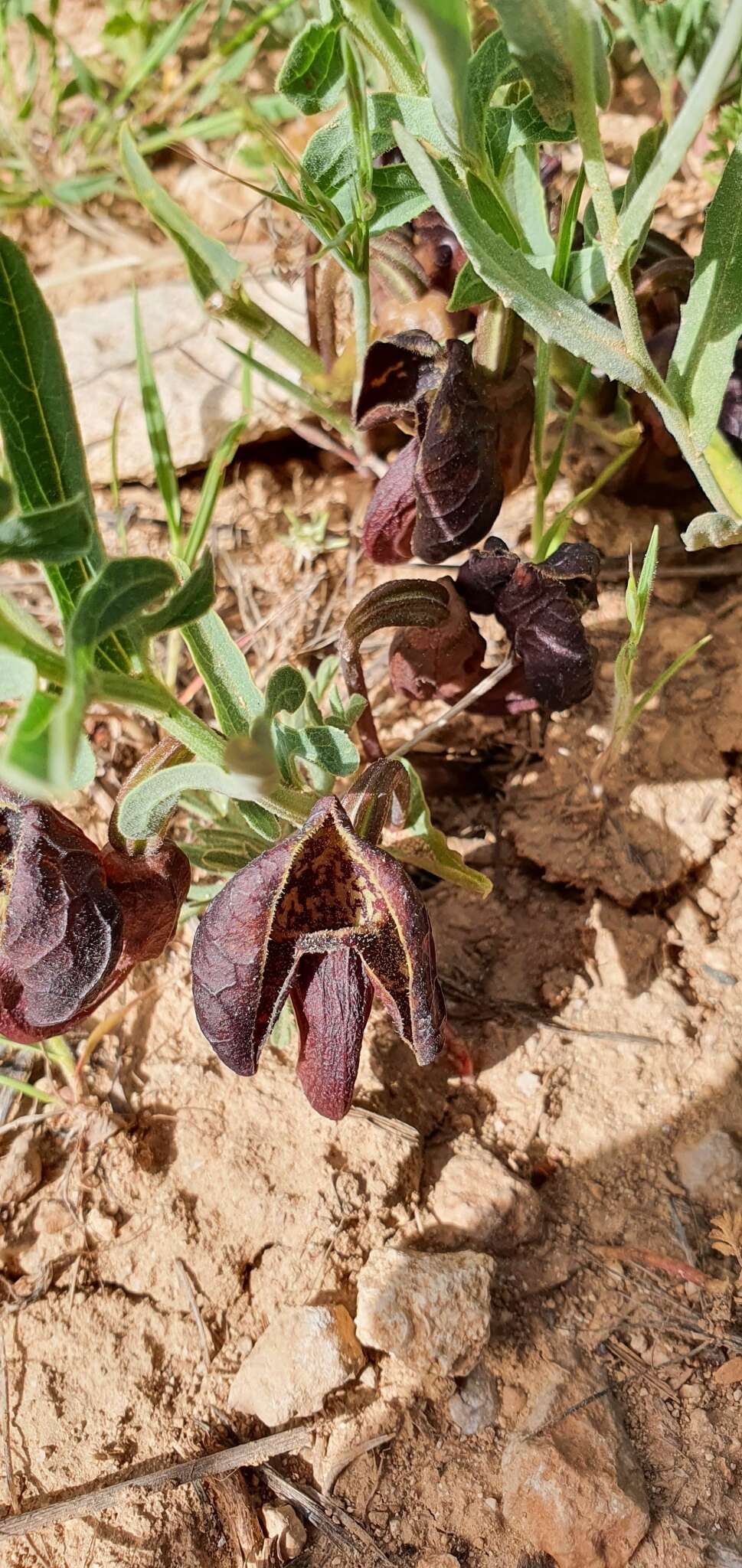 Plancia ëd Aristolochia maurorum L.