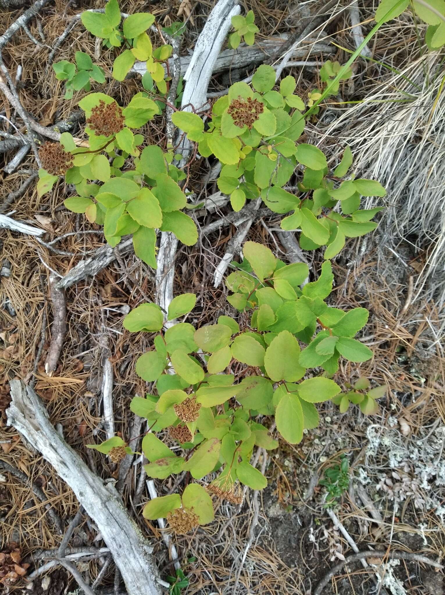 Слика од Spiraea betulifolia var. aemiliana (Schneid.) Koidz.