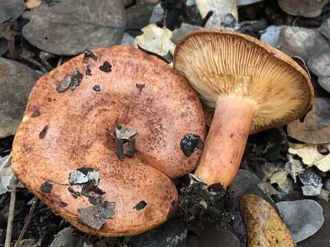 Image of Lactarius xanthogalactus Peck 1907