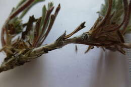 Image of Centella tridentata (L. fil.) Drude ex Domin