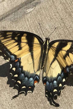 Image of Papilio alexiares garcia Rothschild & Jordan 1906