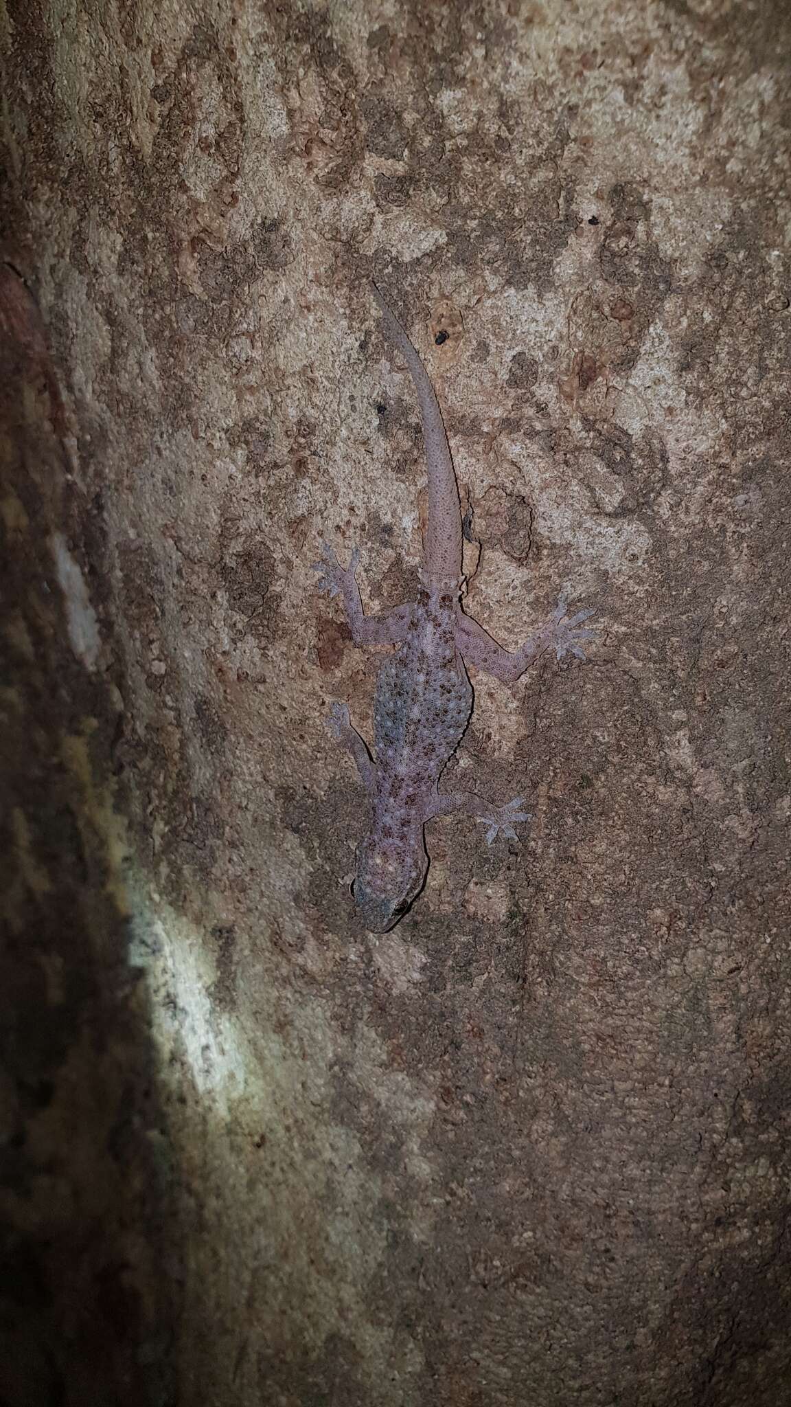 Image of Brook's House Gecko
