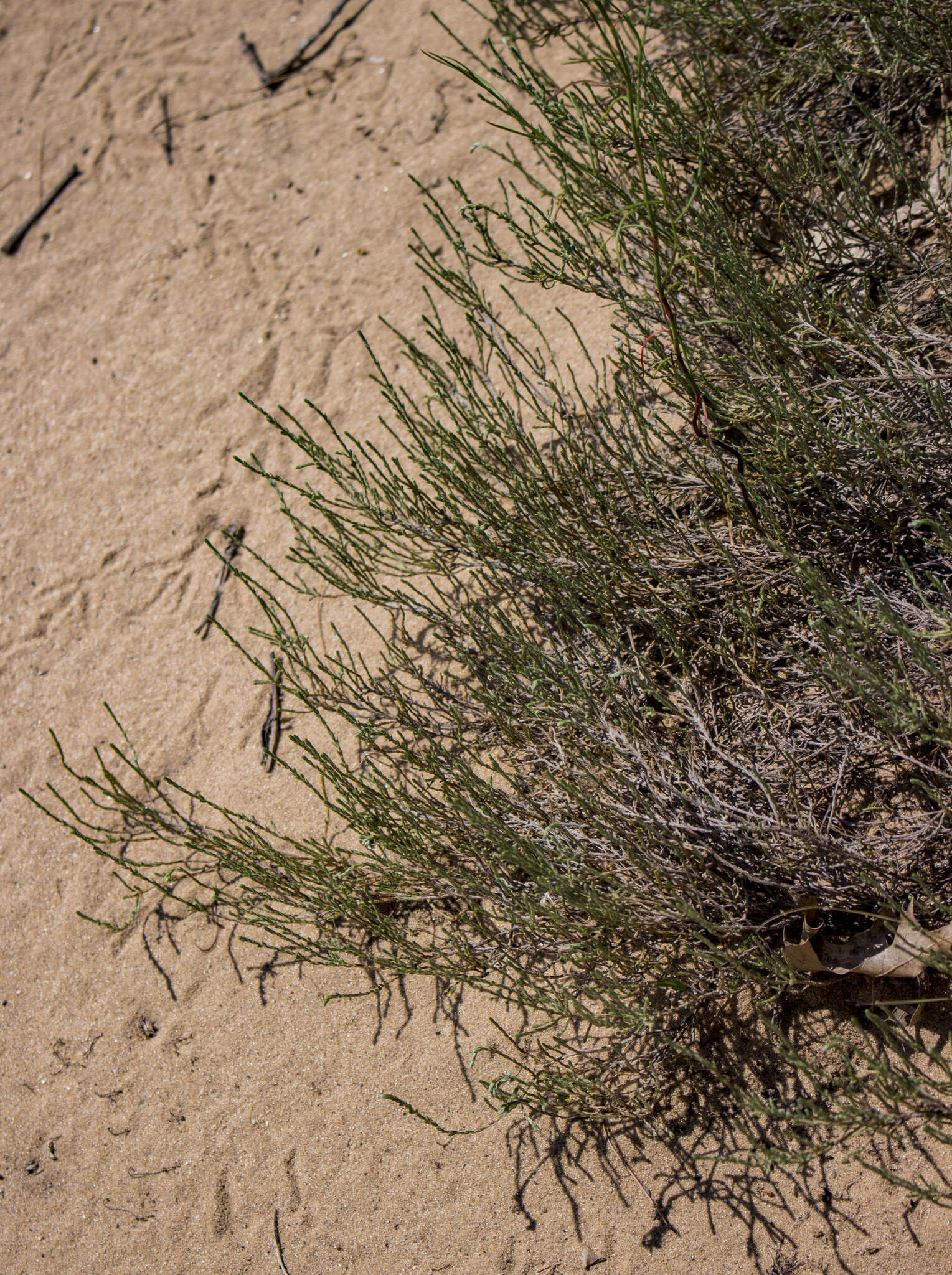 Image of woolly beachheather