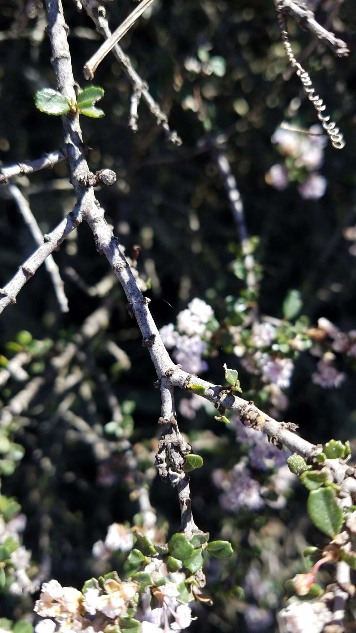 Image of Monterey ceanothus
